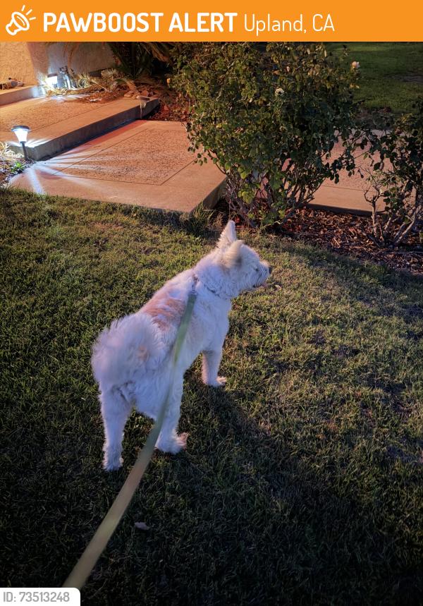 Found/Stray Female Dog last seen N Tulare Way, Upland, CA 91786