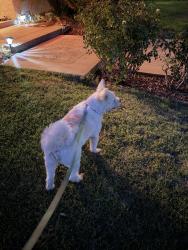 Found/Stray Female Dog last seen N Tulare Way, Upland, CA 91786