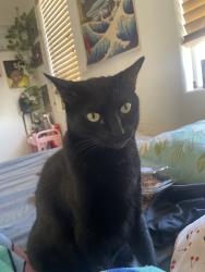 Lost Male Cat last seen alondra peak st , the seasons neighborhood, Henderson, NV 89123