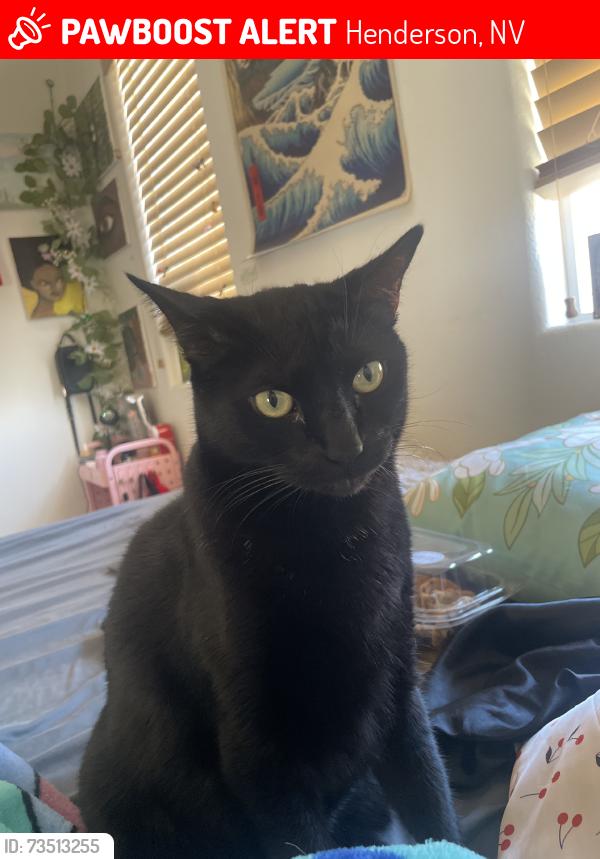 Lost Male Cat last seen alondra peak st , the seasons neighborhood, Henderson, NV 89123