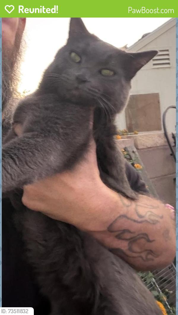 Reunited Male Cat last seen Recker and Adobe, Mesa, AZ 85205