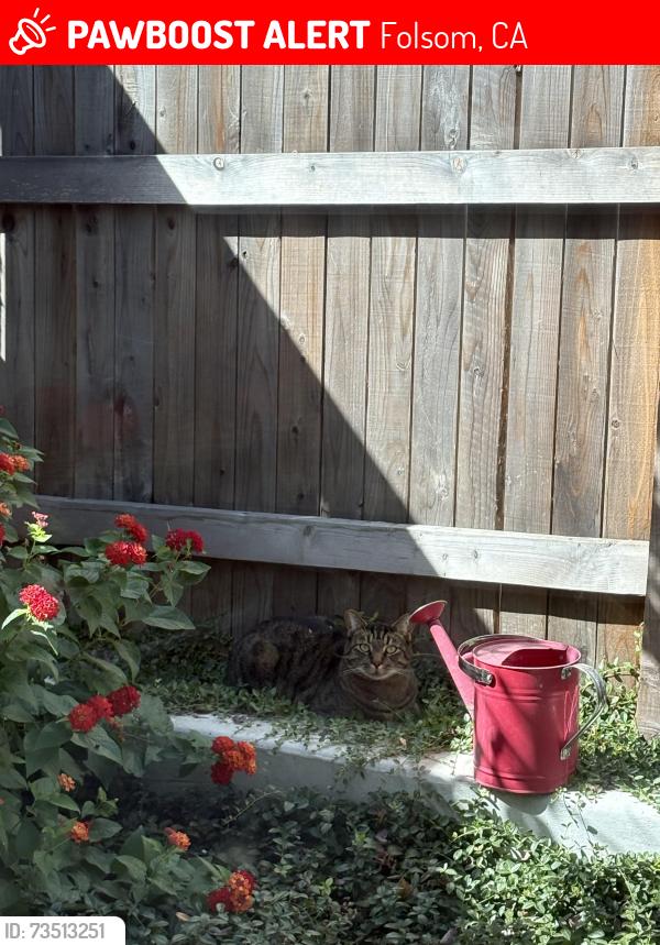 Lost Male Cat last seen Savannah Parkway, Folsom Ranch, Folsom, CA 95630