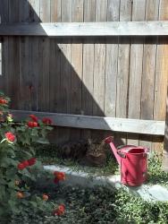 Lost Male Cat last seen Savannah Parkway, Folsom Ranch, Folsom, CA 95630