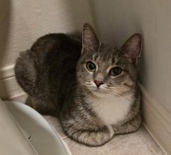 Reunited Female Cat last seen E Copper Lakes Dr, Houston, TX 77095