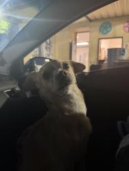 Found/Stray Male Dog last seen Long Beach blvd & Magnolia Ave, Long Beach, CA 90807