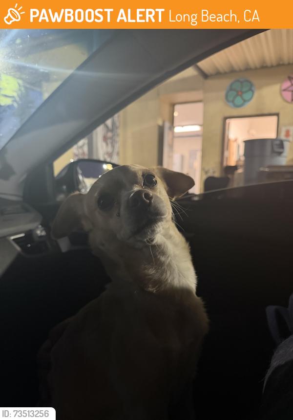 Found/Stray Male Dog last seen Long Beach blvd & Magnolia Ave, Long Beach, CA 90807