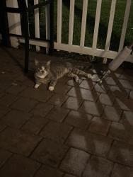 Found/Stray Unknown Cat last seen W golf blvd, Pompano Beach, FL 33064