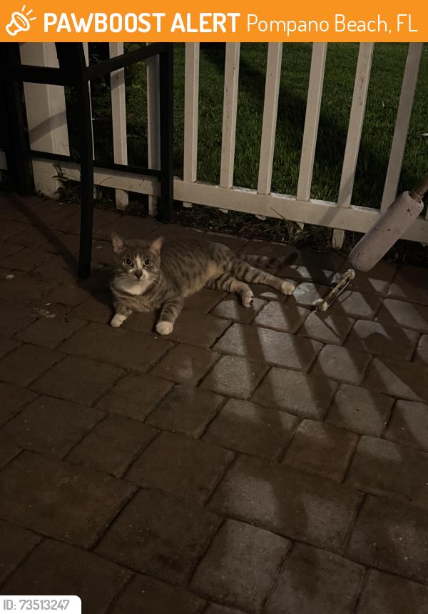 Found/Stray Unknown Cat last seen W golf blvd, Pompano Beach, FL 33064
