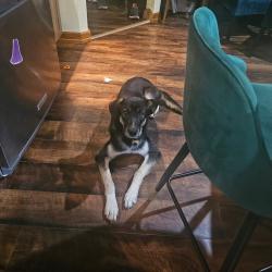 Lost Female Dog last seen She could be anywhere from Jenkins, KY to this location in Weber, Virginia. She jumped out of the emergency exit in our travel trailer and we are not sure where. We think Weber is likely., Weber City, VA 24290
