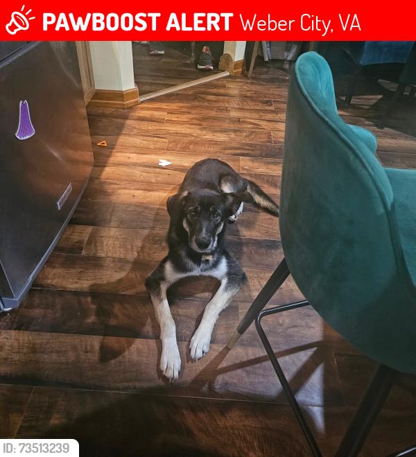 Lost Female Dog last seen She could be anywhere from Jenkins, KY to this location in Weber, Virginia. She jumped out of the emergency exit in our travel trailer and we are not sure where. We think Weber is likely., Weber City, VA 24290