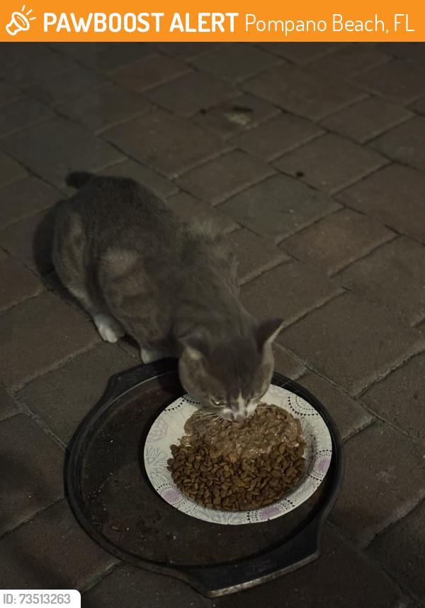 Found/Stray Unknown Cat last seen W golf and east golf blvd, Pompano Beach, FL 33064