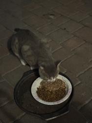 Found/Stray Unknown Cat last seen W golf and east golf blvd, Pompano Beach, FL 33064