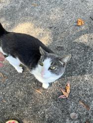 Reunited Unknown Cat last seen Mac Anderson Park, Statesville, NC 28677