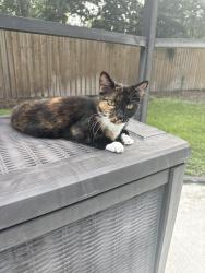 Lost Female Cat last seen Huntington, off Chapman, Oviedo, FL 32765