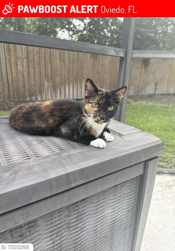 Lost Female Cat last seen Huntington, off Chapman, Oviedo, FL 32765