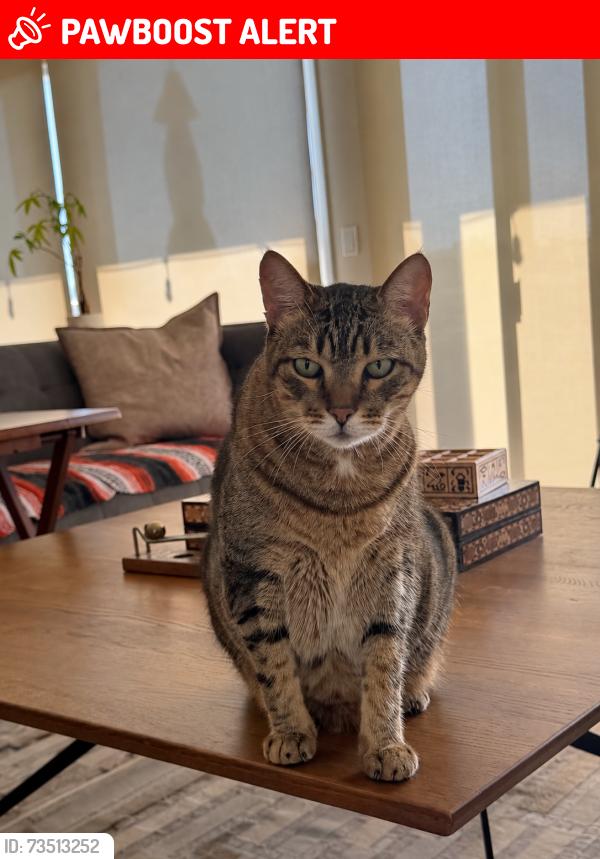 Lost Male Cat last seen Davenport Island, Huntington Beach, CA 92649