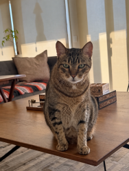 Lost Male Cat last seen Davenport Island, Huntington Beach, CA 92649