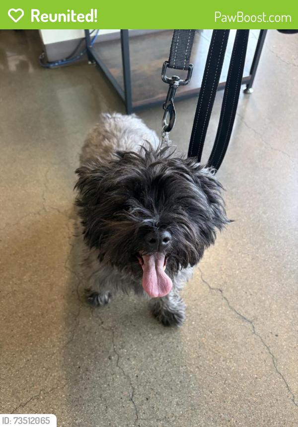 Reunited Female Dog last seen Galapago & Grand, Englewood, CO 80110