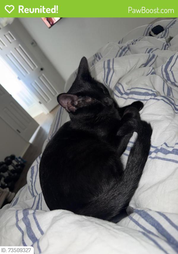Reunited Male Cat last seen Near Buckeye dr, Mesquite, TX 75181