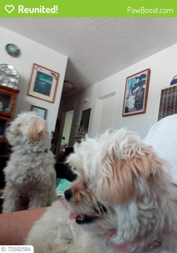 Reunited Male Dog last seen Elm, San Diego, CA 92154