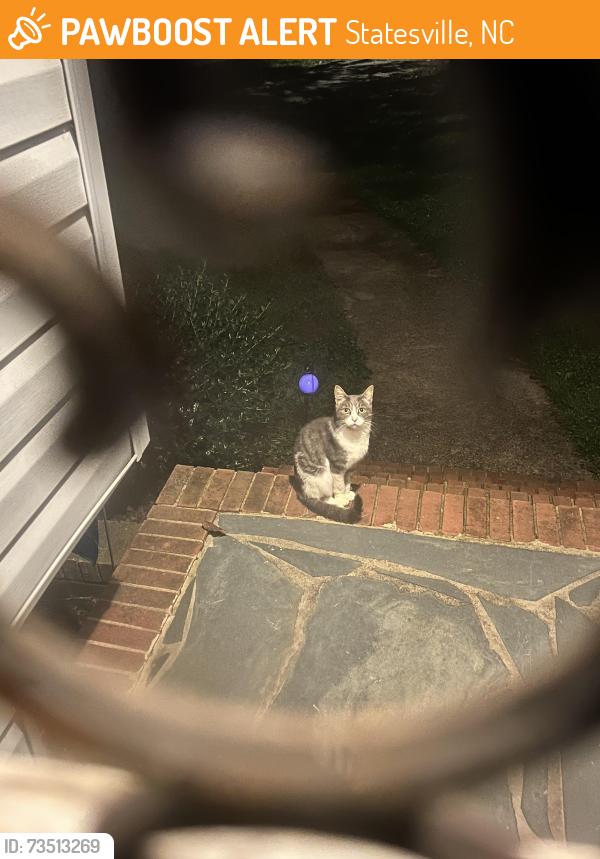 Found/Stray Unknown Cat last seen Mac Anderson Park, Statesville, NC 28677