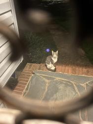 Found/Stray Unknown Cat last seen Mac Anderson Park, Statesville, NC 28677