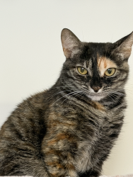 Reunited Female Cat last seen Wishing Well Crescent & Learmont Ave, Caledon, ON 
