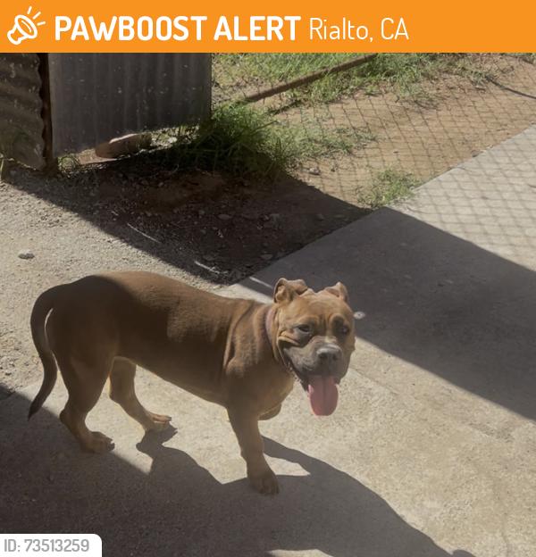Found/Stray Unknown Dog last seen Baseline and Sycamore Ave, Rialto, CA 92324