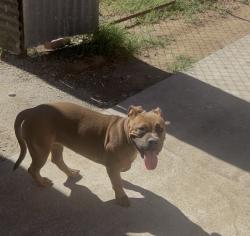 Found/Stray Unknown Dog last seen Baseline and Sycamore Ave, Rialto, CA 92324