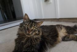 Lost Female Cat last seen Vireo Twelve Oaks apmts - 201 S Morningstar Blvd Georgetown, Georgetown, TX 78628