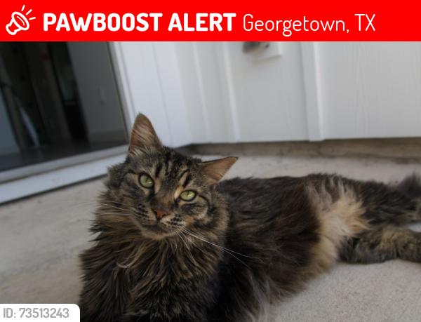Lost Female Cat last seen Vireo Twelve Oaks apmts - 201 S Morningstar Blvd Georgetown, Georgetown, TX 78628
