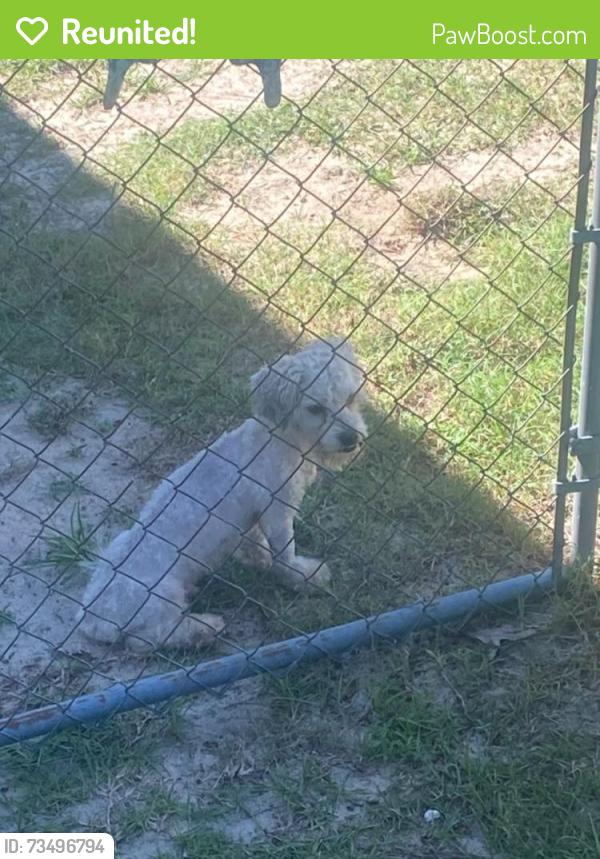 Reunited Male Dog last seen Hendrix Rd. Hoke County, N.C., Hoke County, NC 28357
