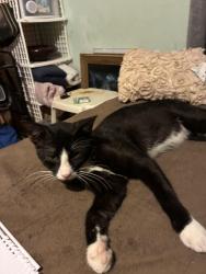 Lost Male Cat last seen Clearlake Road,, Cocoa, FL 32922
