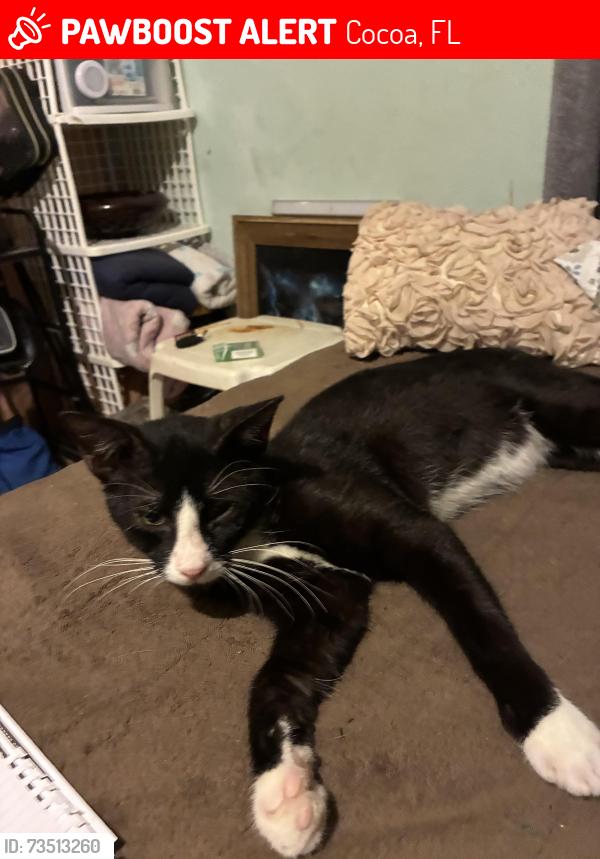 Lost Male Cat last seen Clearlake Road,, Cocoa, FL 32922