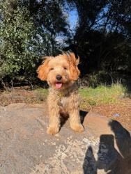 Reunited Male Dog last seen Near Greenholme Dr Palm Ave Alley, Sacramento, CA 95842, USA, Sacramento, CA 95842