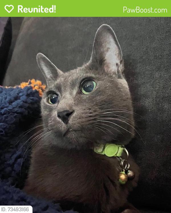 Reunited Male Cat last seen westerleigh park, Staten Island, NY 10314