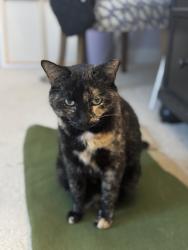 Reunited Female Cat last seen 49th Ave N & Illinois Avenue, Nashville, TN 37209
