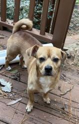 Found/Stray Male Dog last seen 16th and Main in conway, Conway, SC 29526