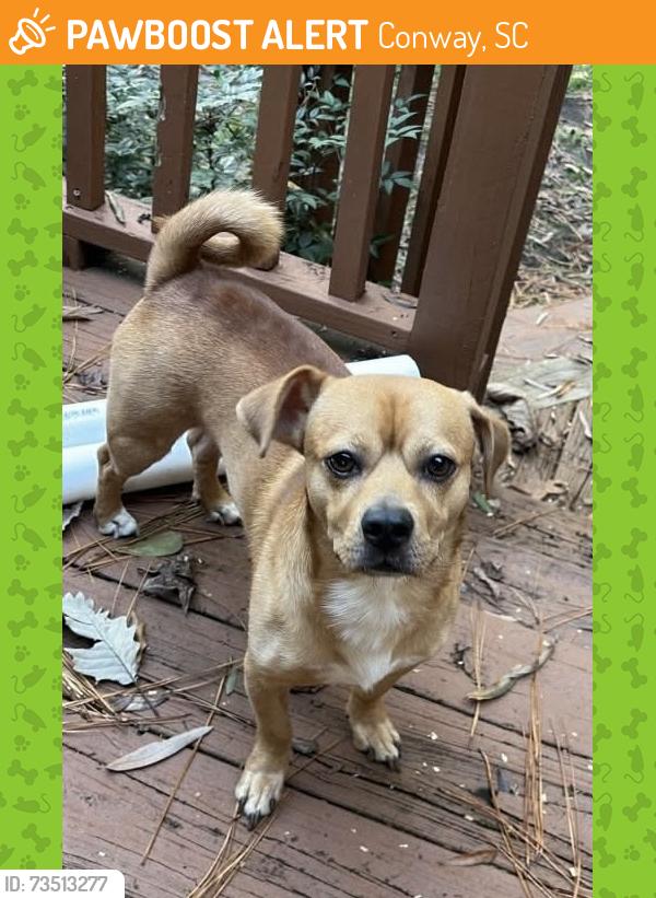 Found/Stray Male Dog last seen 16th and Main in conway, Conway, SC 29526