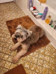 Found/Stray Male Dog last seen Rochelle and Douglas, Irving, TX 75062
