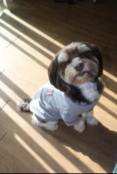 Reunited Male Dog last seen North side, Jacksonville, FL 32219