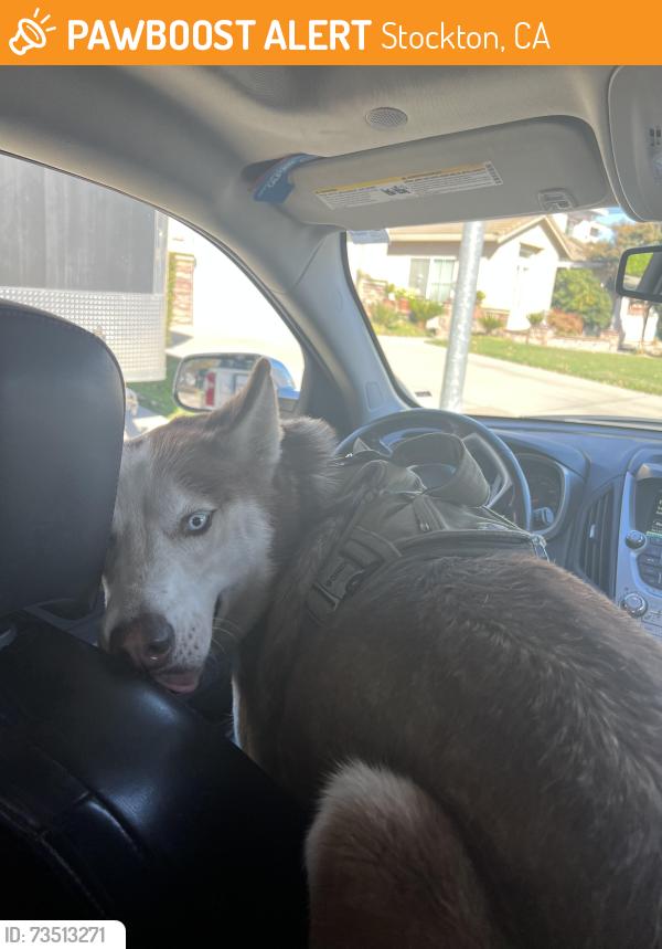 Found/Stray Female Dog last seen Holman rd, Stockton, CA 95212