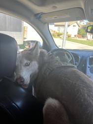 Found/Stray Female Dog last seen Holman rd, Stockton, CA 95212