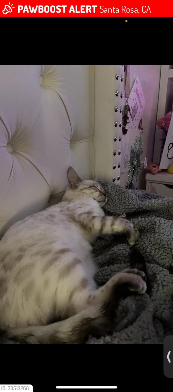 Lost Male Cat last seen Around the neighborhood, Santa Rosa, CA 95407