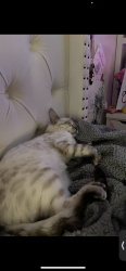 Lost Male Cat last seen Around the neighborhood, Santa Rosa, CA 95407
