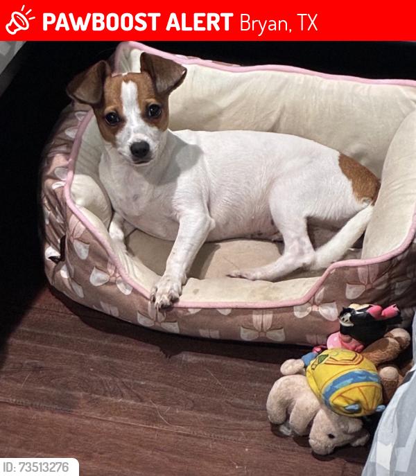Lost Female Dog last seen Store la perla tapatía, Bryan, TX 77803