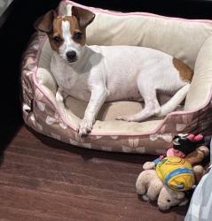Lost Female Dog last seen Store la perla tapatía, Bryan, TX 77803
