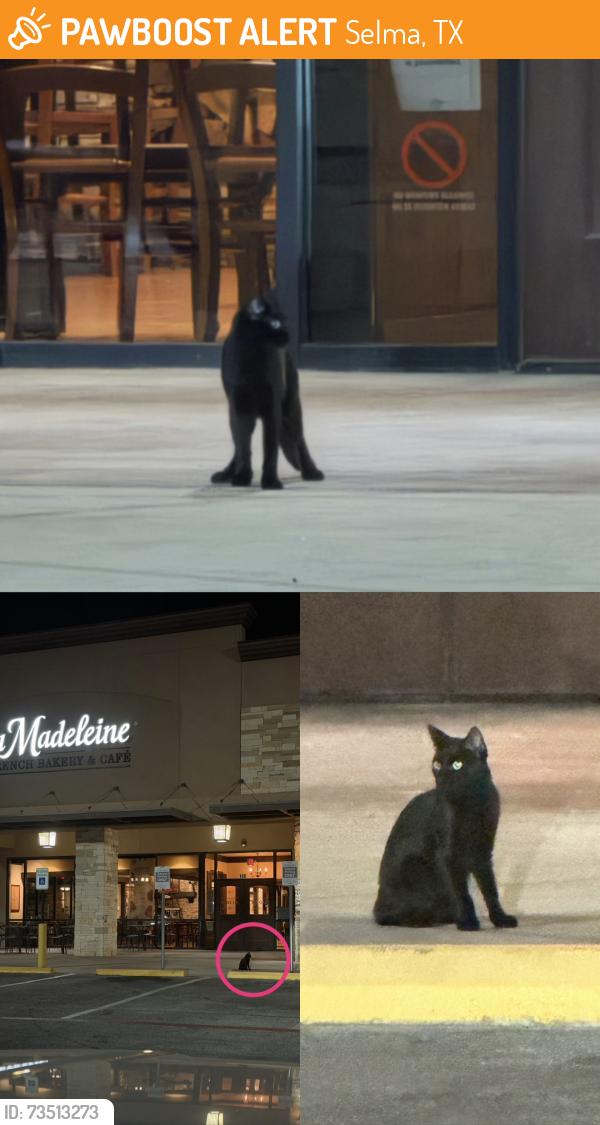 Found/Stray Unknown Cat last seen La Madeline or mod pizza, Selma, TX 78154