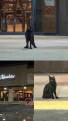 Found/Stray Unknown Cat last seen La Madeline or mod pizza, Selma, TX 78154