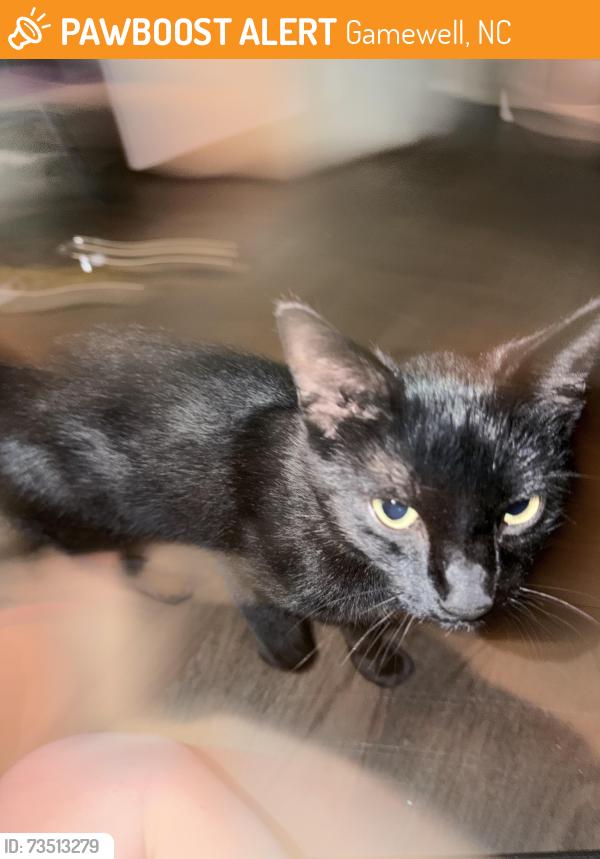 Found/Stray Male Cat last seen Gamewell park, Gamewell, NC 28645
